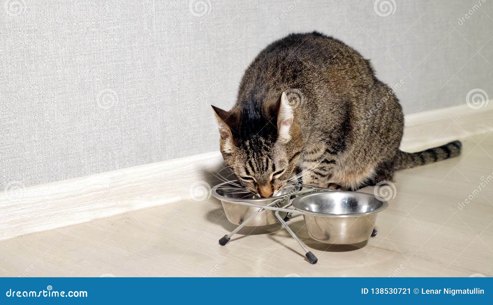 Cat eating food from bowl stock image. Image of indoors 138530721