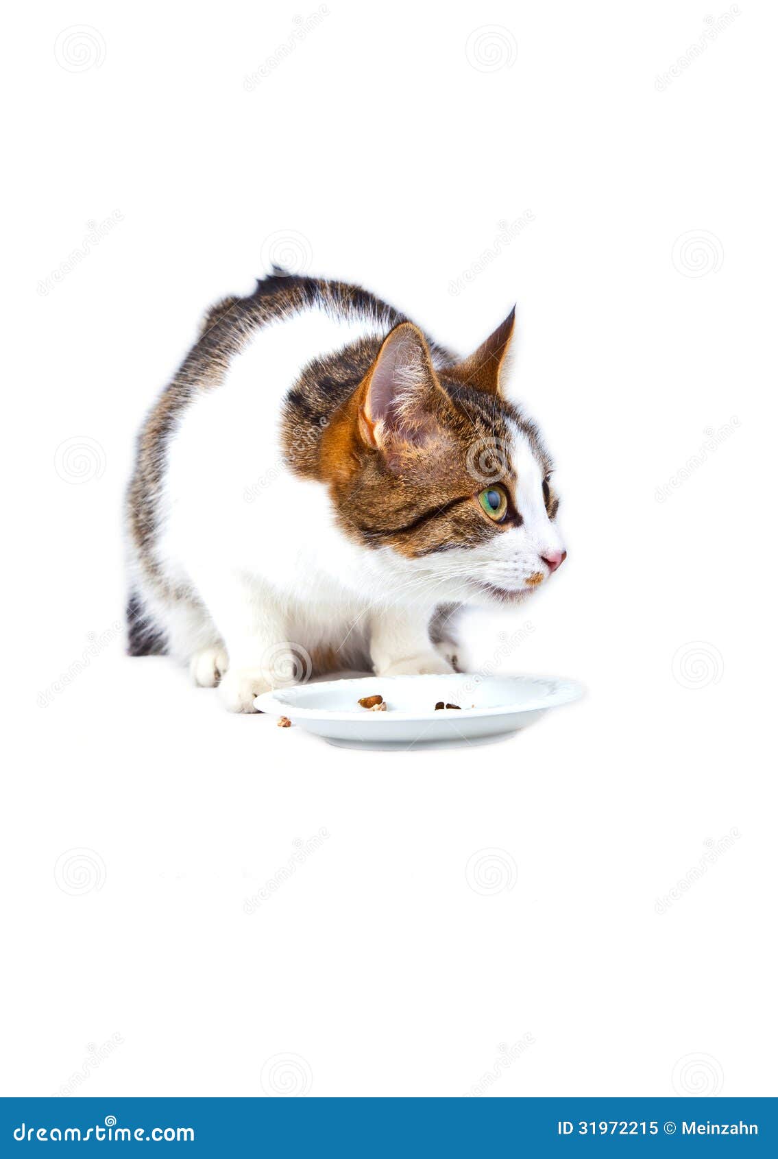Cat Eating from the Food Bowl Stock Image Image of hungry, eating
