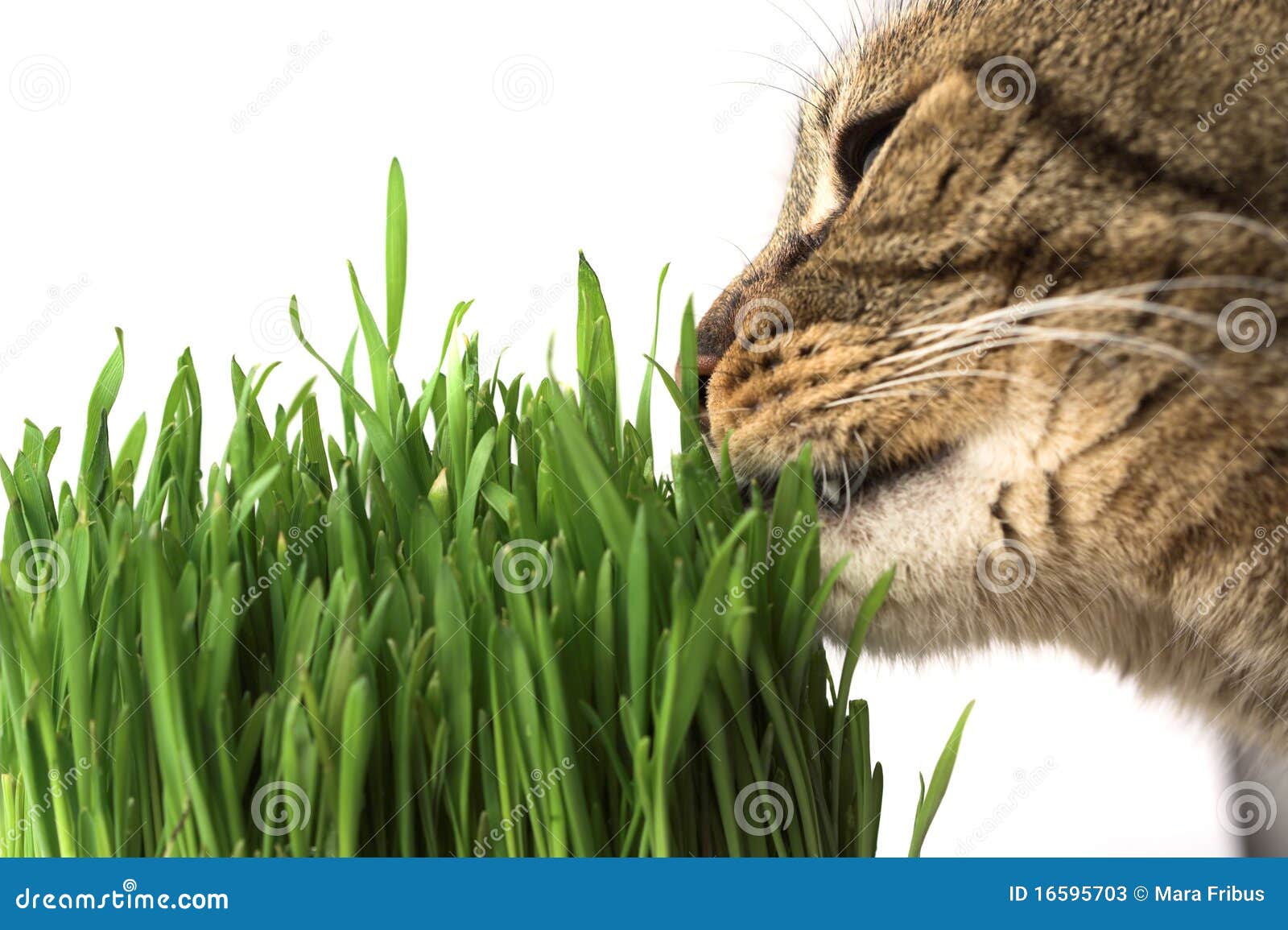 Cat eating grass stock image. Image of striped, vitamin 16595703
