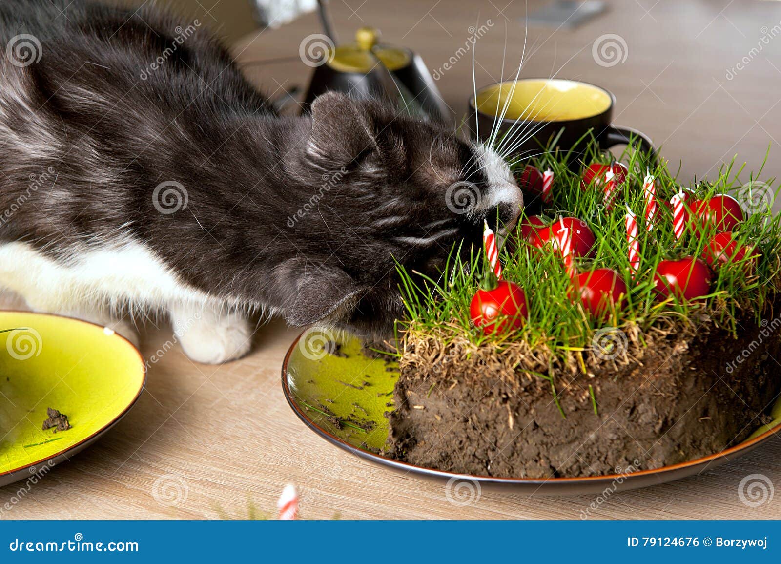 827 Cat Eating Vegetables Photos Free & RoyaltyFree Stock Photos