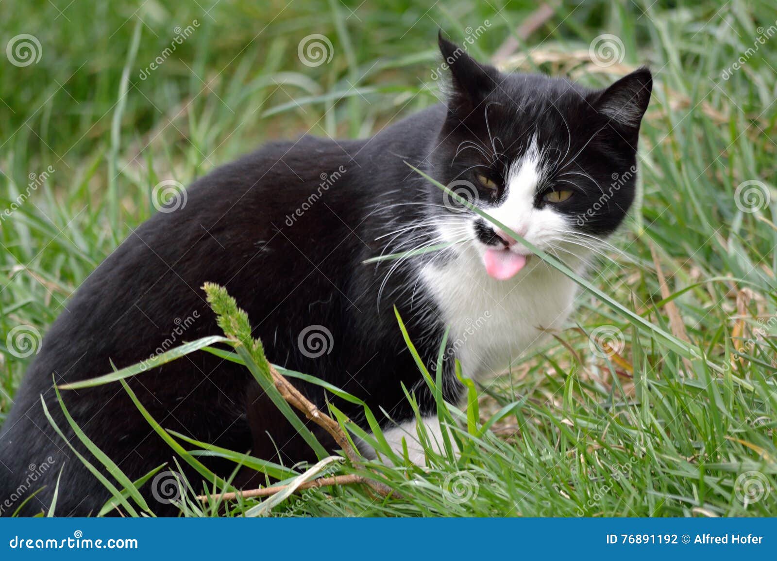 Cat eating grass stock photo. Image of grass, catus, house 76891192