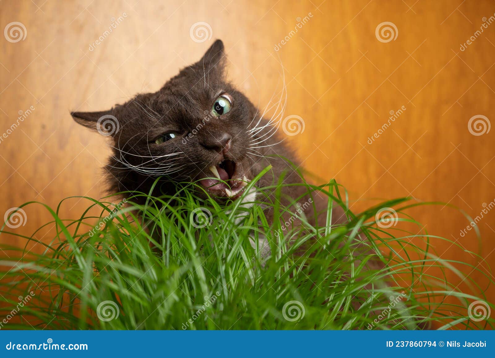 Cat Eating Cat Grass with Mouth Open Making Funny Face Stock Photo