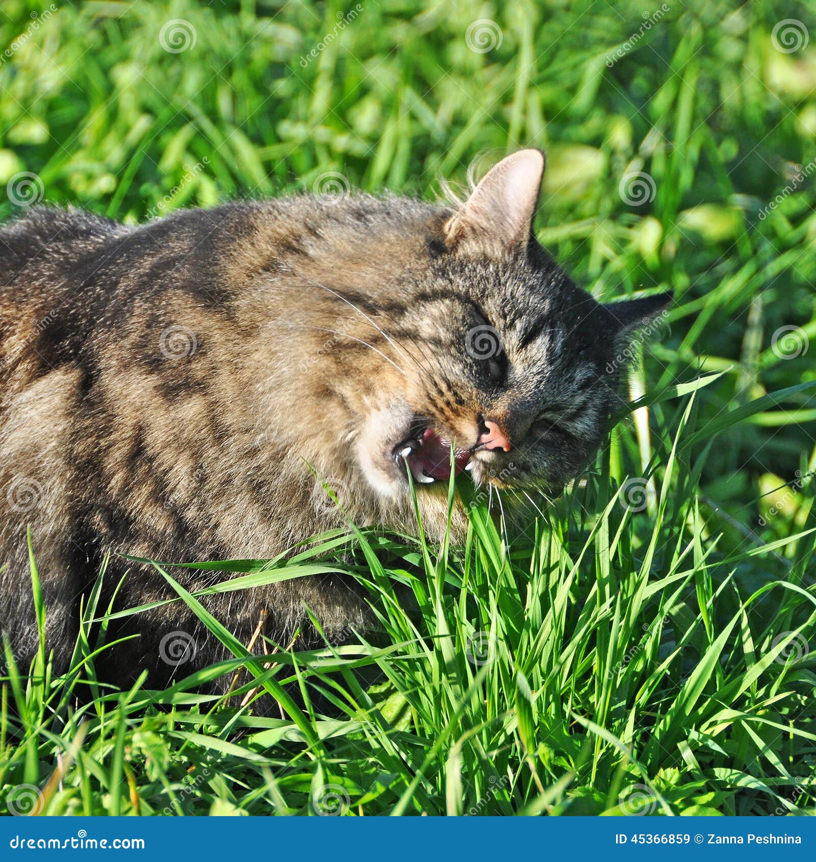 Cat eating grass stock image. Image of interested, cast 45366859
