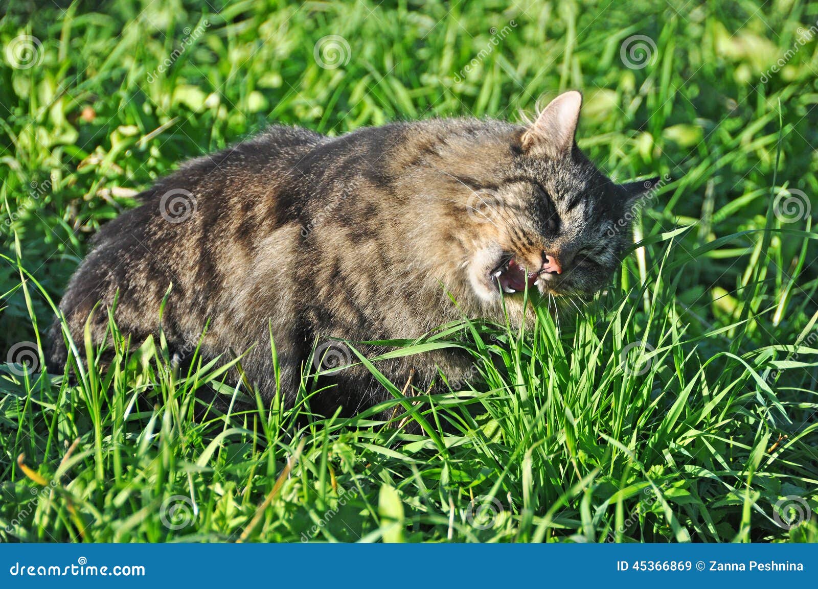 Cat eating grass stock image. Image of enjoy, domestic 45366869