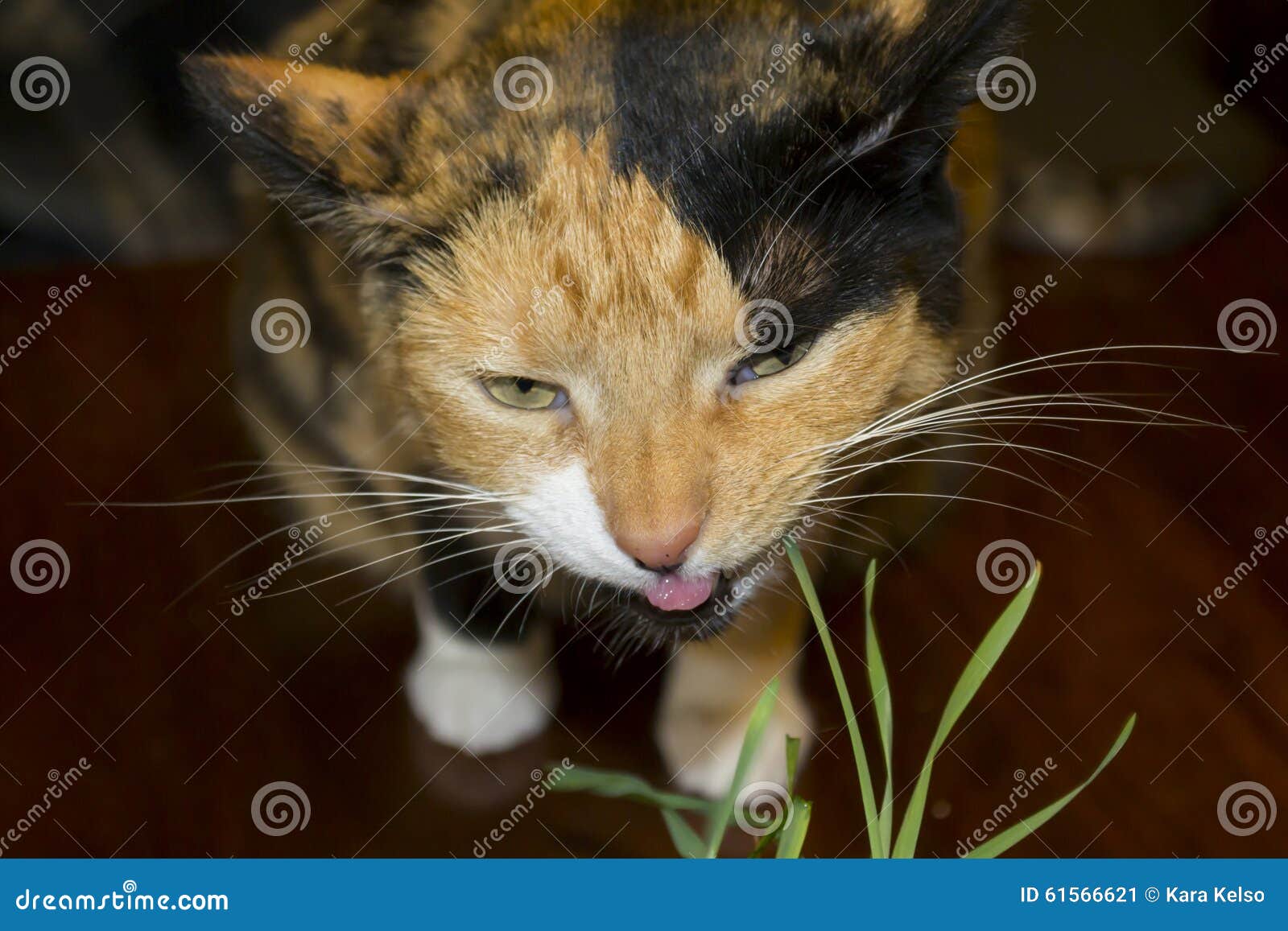 Cat Eating Indoor Grown Catgrass Stock Image Image of kitty