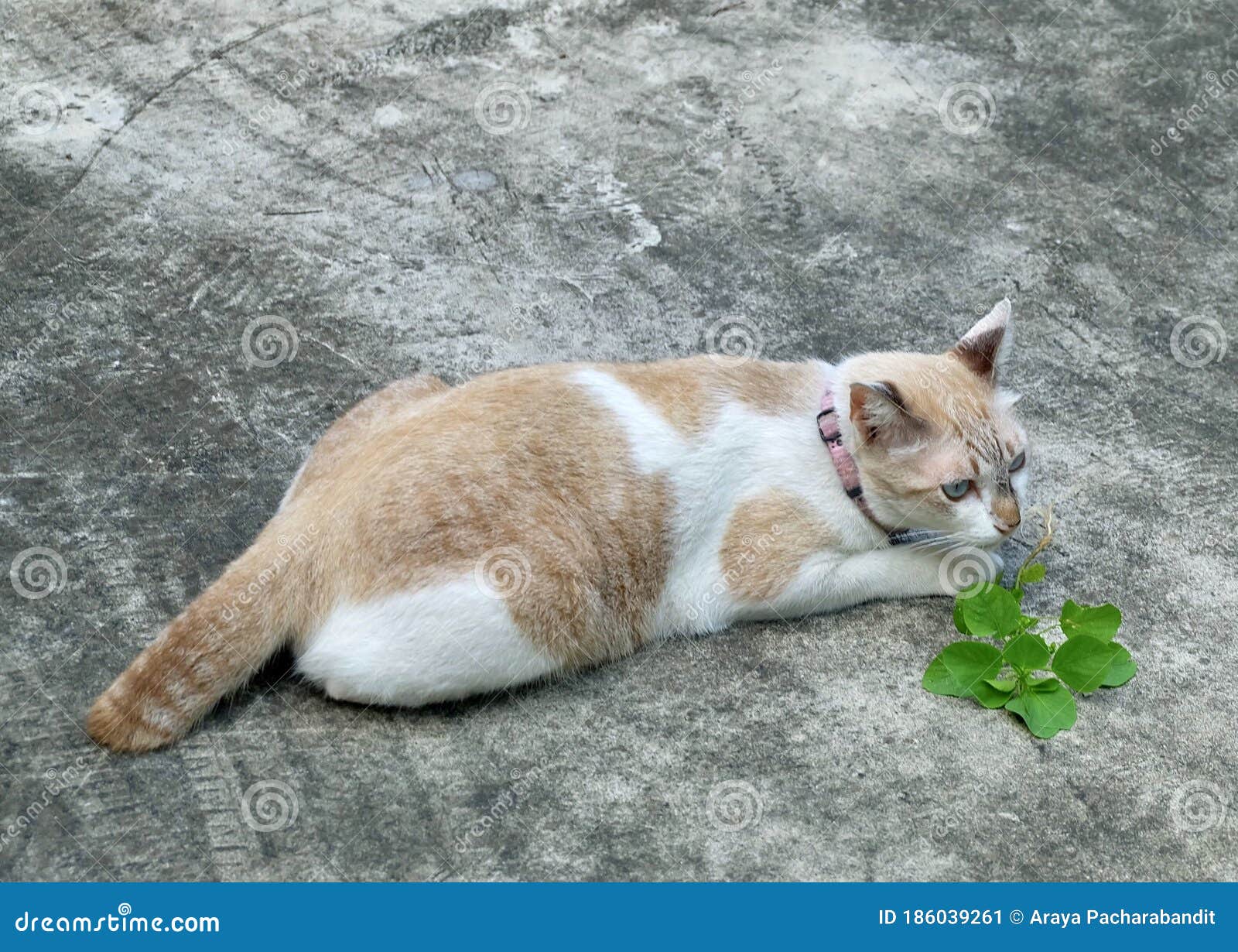 Cat Eating The Root Of Indian Nettle Plant Stock Image Image of