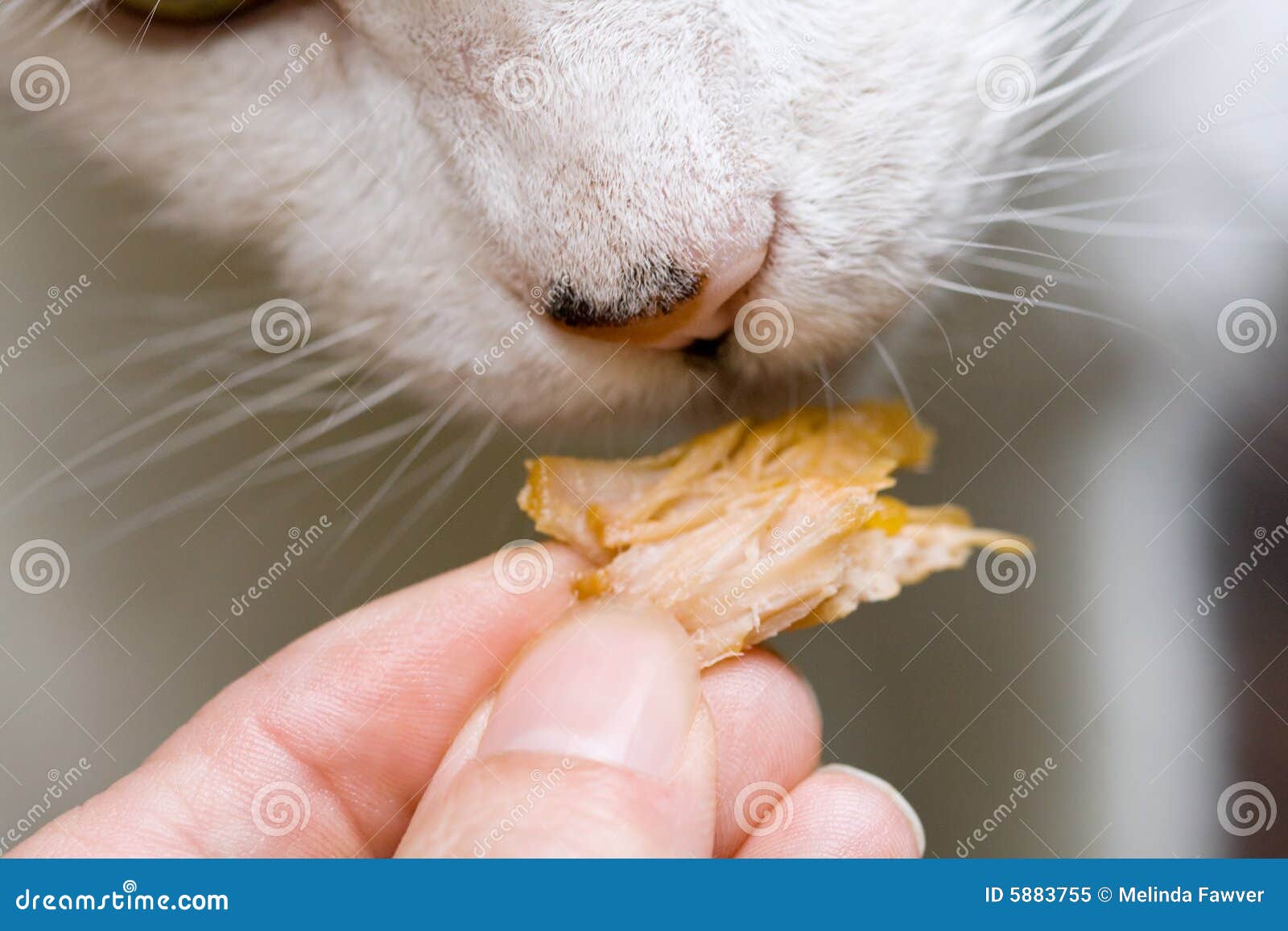 Cat Eating Snack stock image. Image of food, fingers, snacks 5883755