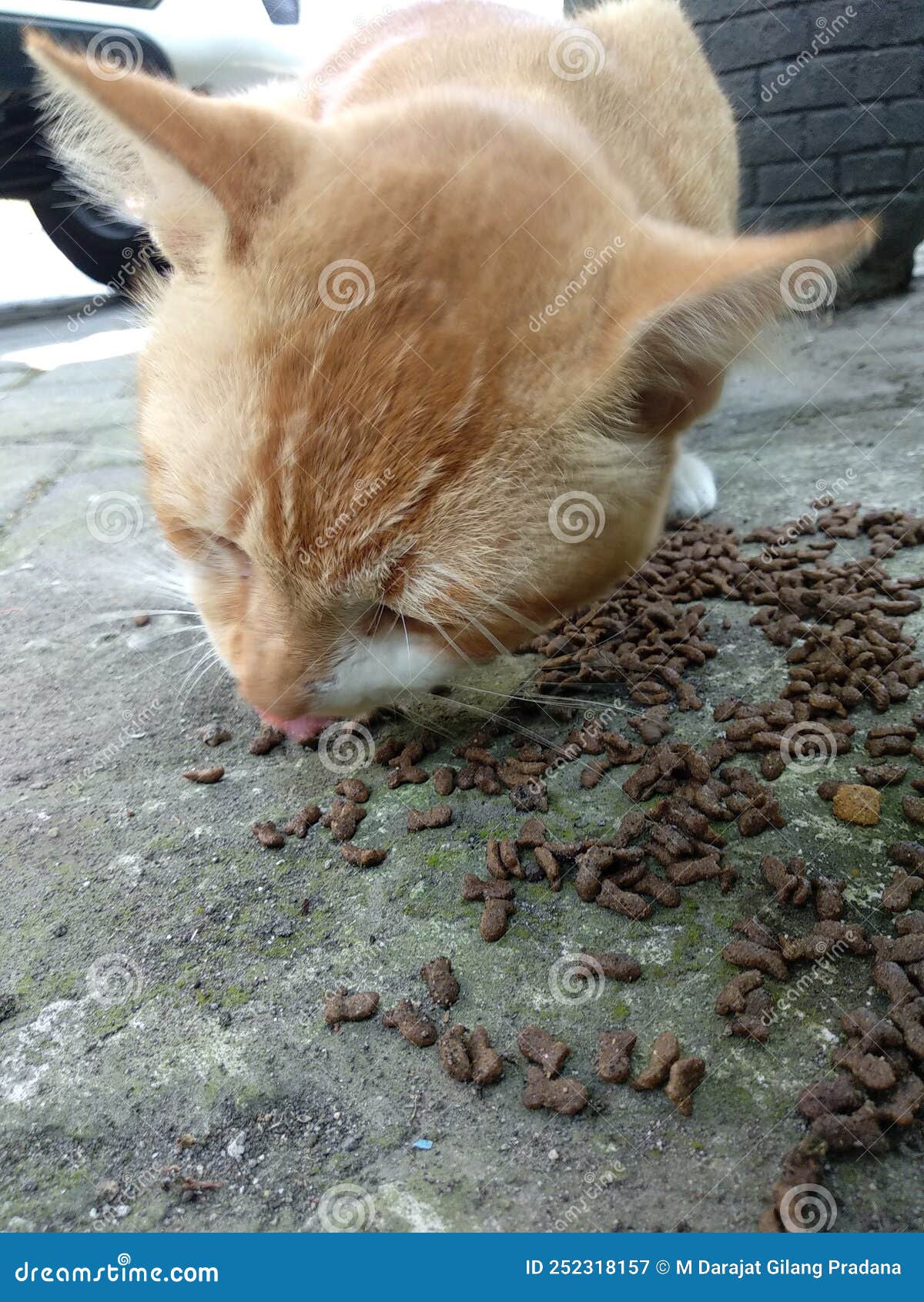Cat eating snack stock image. Image of nose, mammal 252318157