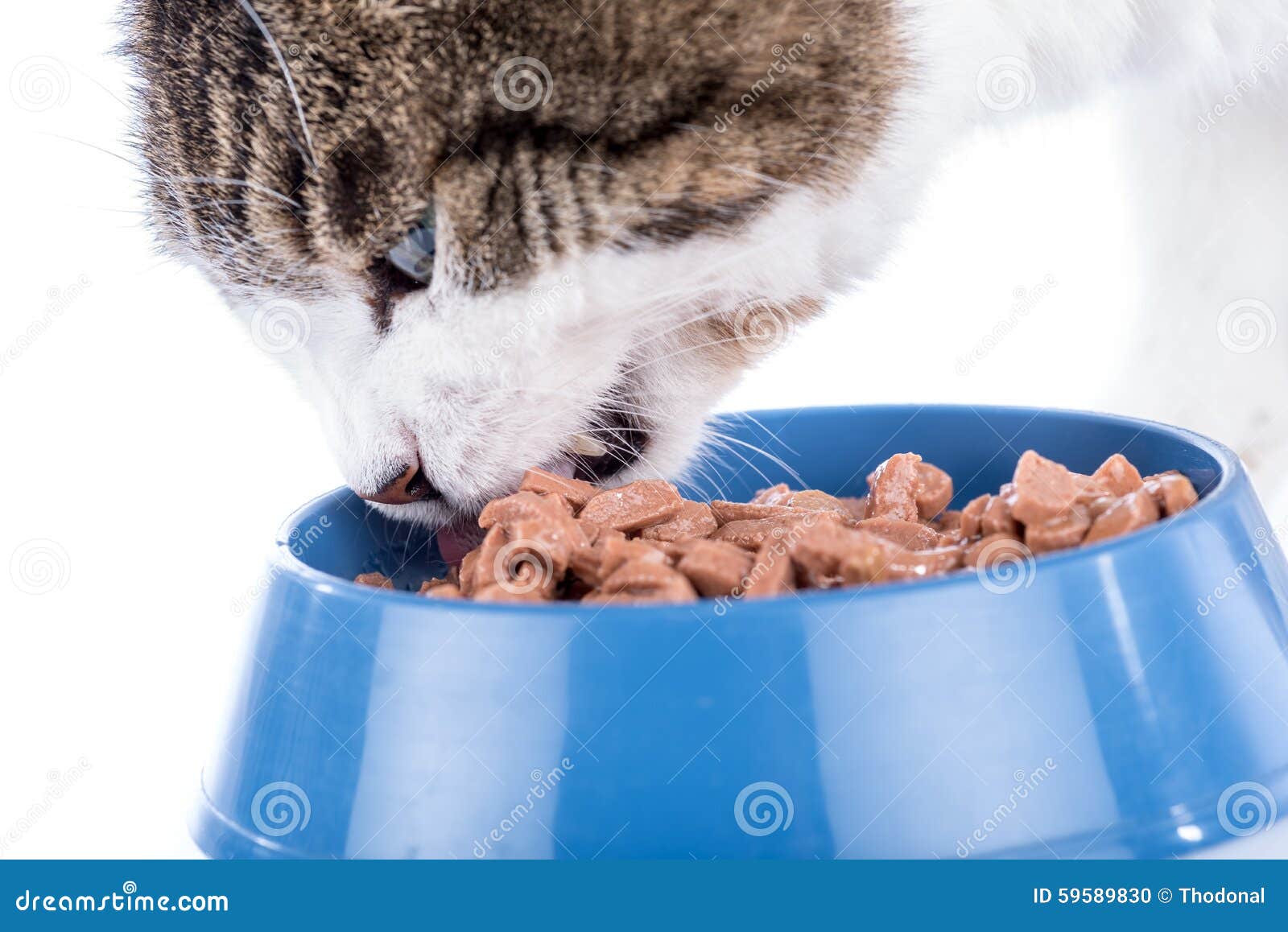 Cat eating wet food stock photo. Image of ingredients 59589830