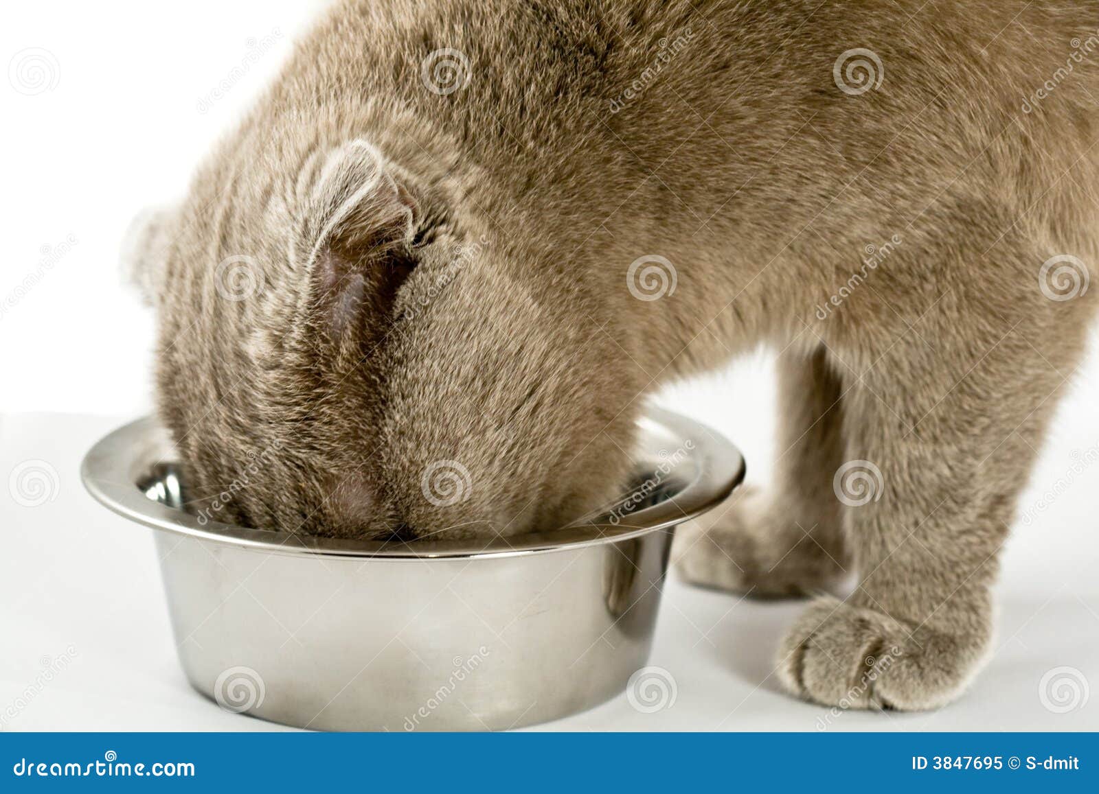 Cat eats from a bowl stock image. Image of looking, violet 3847695