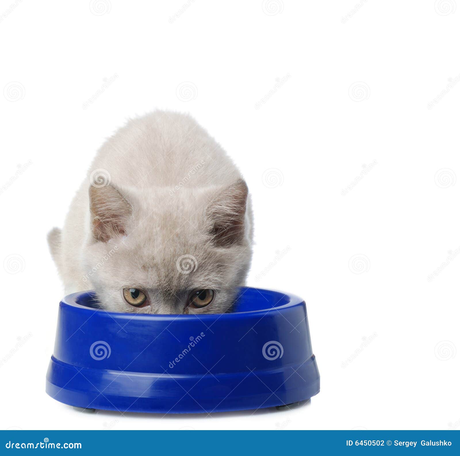 The cat eats from a bowl stock photo. Image of eyes, pets 6450502