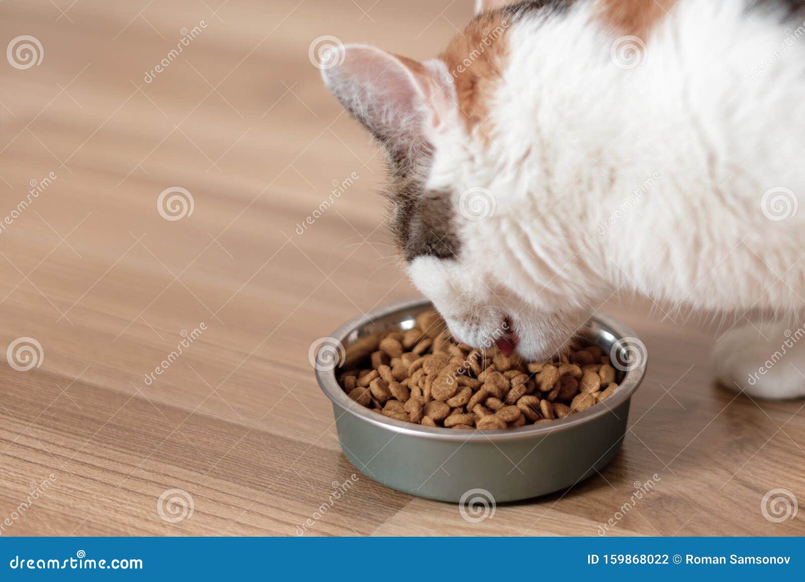 Cat Eats from a Bowl of Dry Food Stock Photo Image of furry, daylight