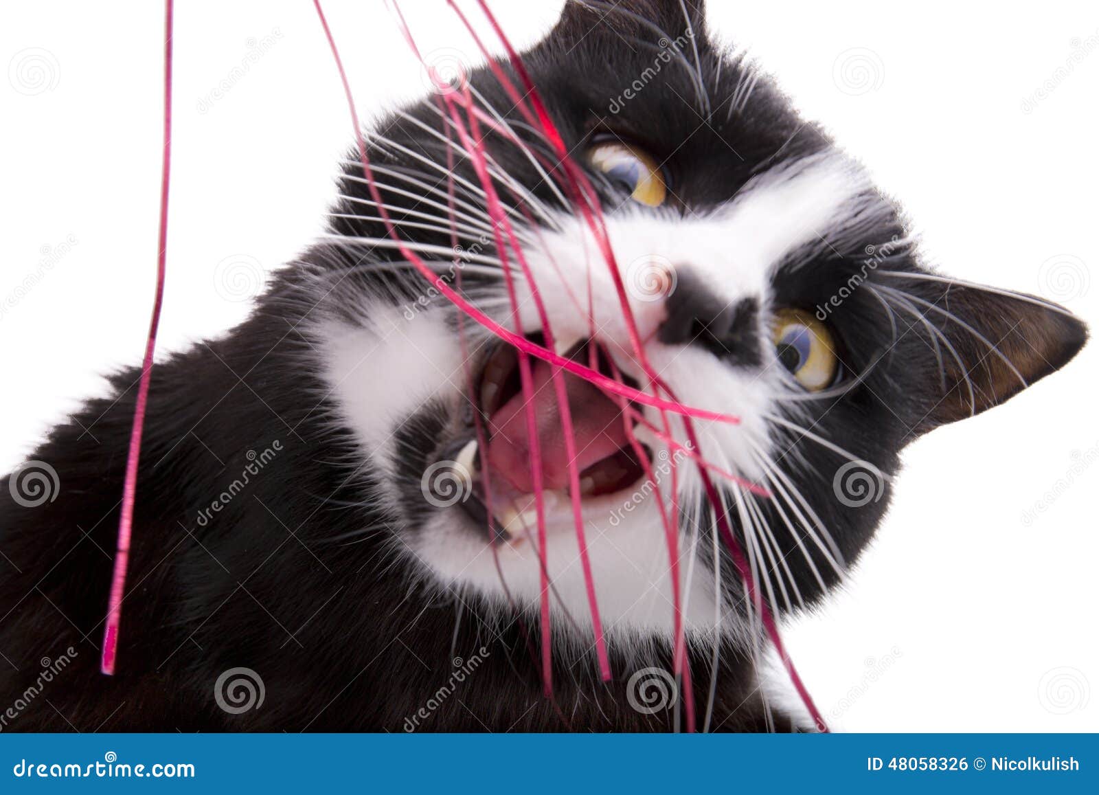 Cat Eats Christmas Confetti Stock Photos Free & RoyaltyFree Stock