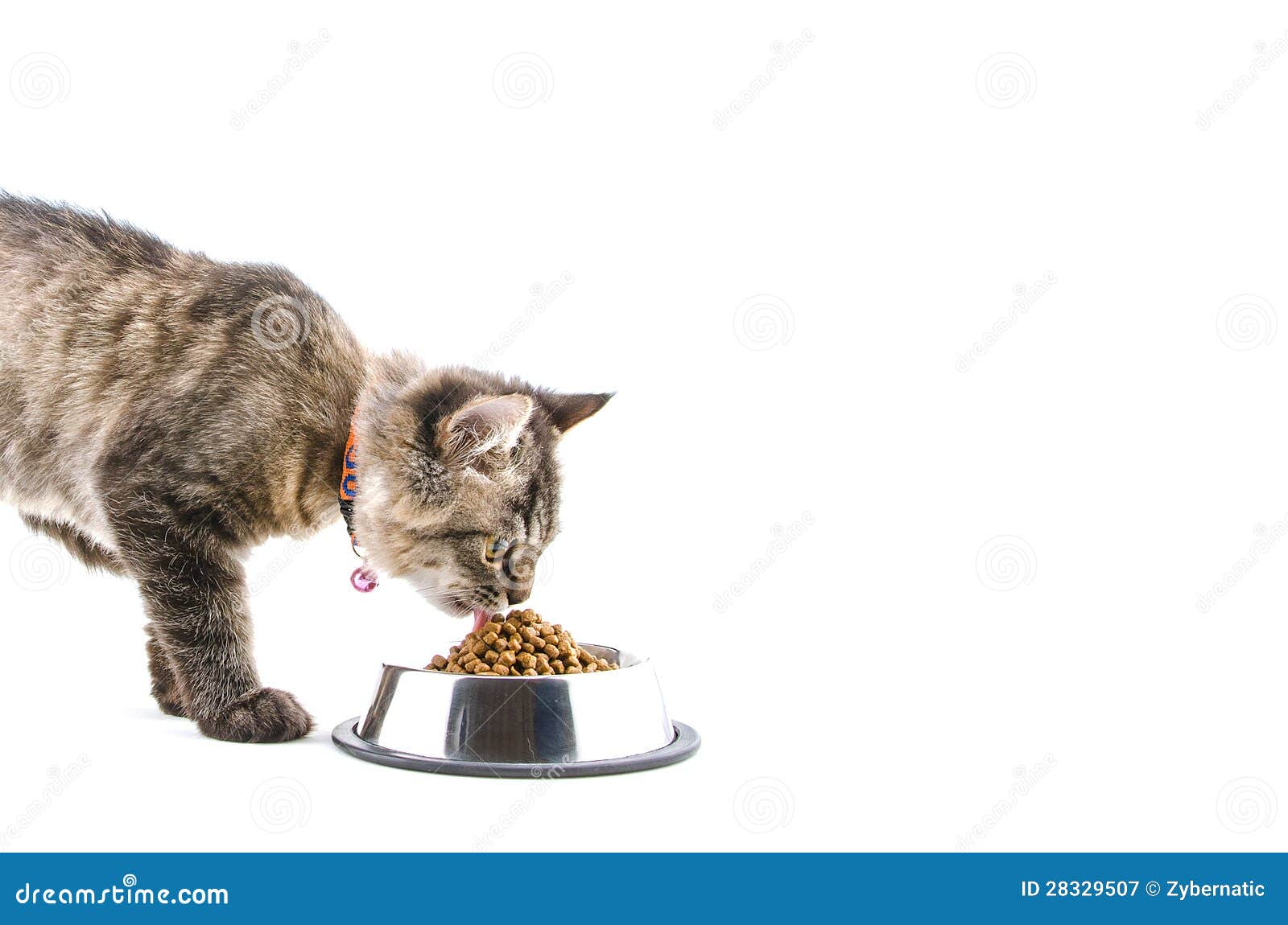 Cat eats dry cat food stock image. Image of love, dinner 28329507