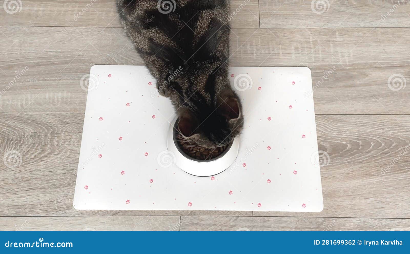 Cat eats dry food from stock footage. Video of eats 281699362