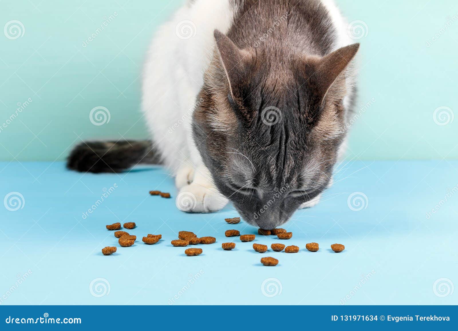 Cat Eats Dry Food. Cat Food In The Shape Of A Heart Stock Photo Image