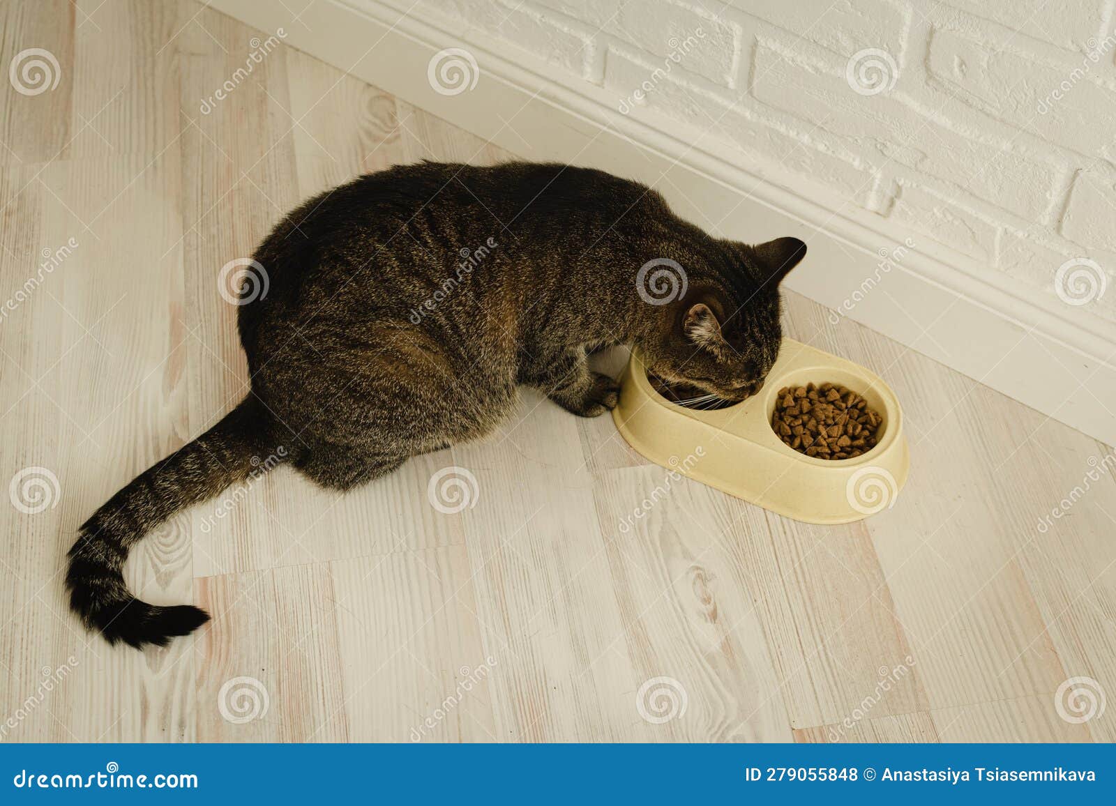 Cat eats dry food closeup stock photo. Image of hungry 279055848