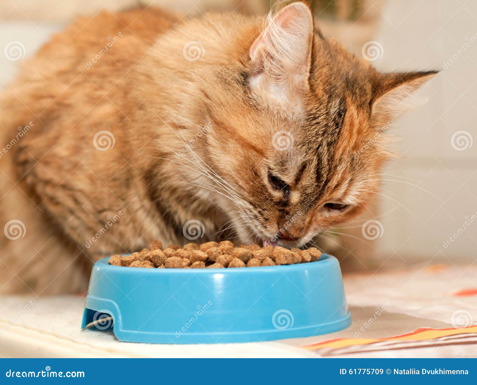 Cat Eats Dry Food Stock Image Image Of Adult Cute Dinner 61775709 causes-of-refusal-of-wet-food