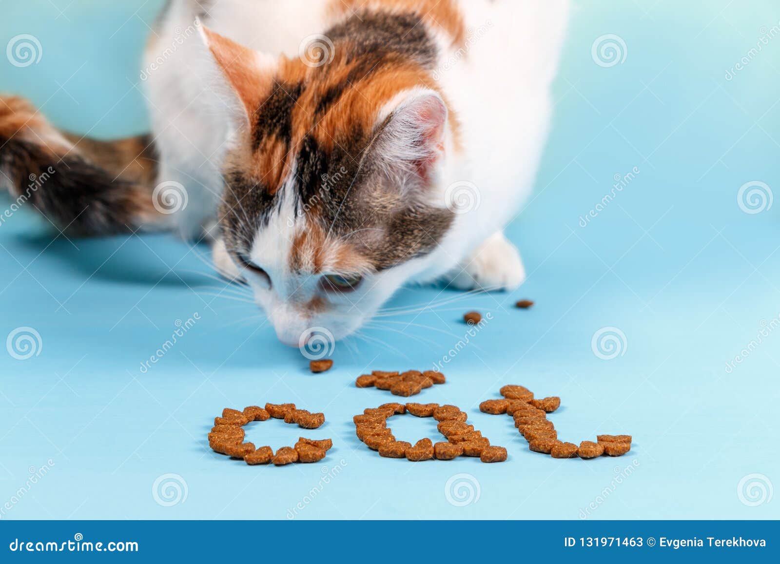 The cat eats dry food. stock image. Image of nutrition 131971463