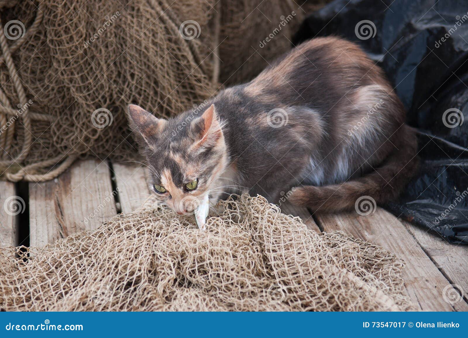 185 Cat Fish Net Stock Photos - Free & Royalty-Free Stock Photos from  Dreamstime