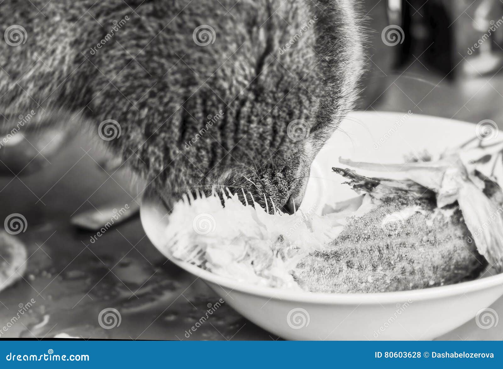Cat Eats Fish with Pleasure Stock Photo Image of food, fish 80603628