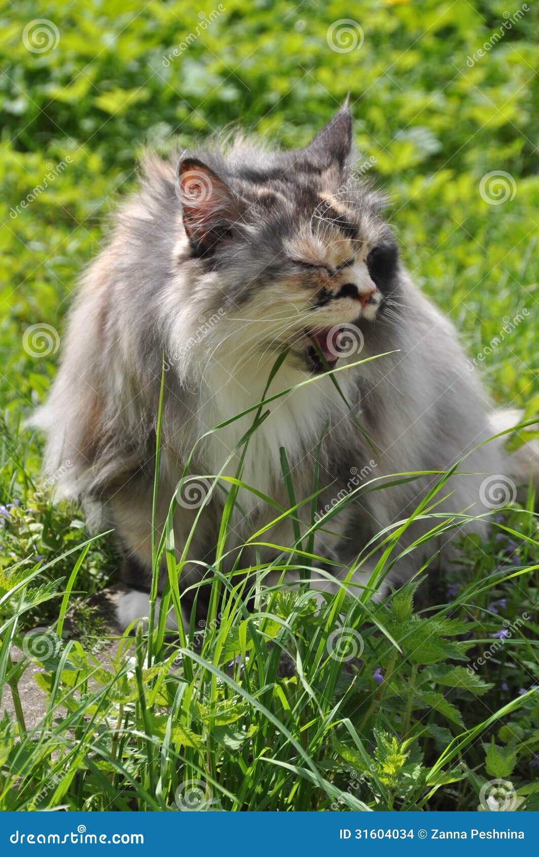 Cat eats grass stock photo. Image of field, hungry, eyes 31604034
