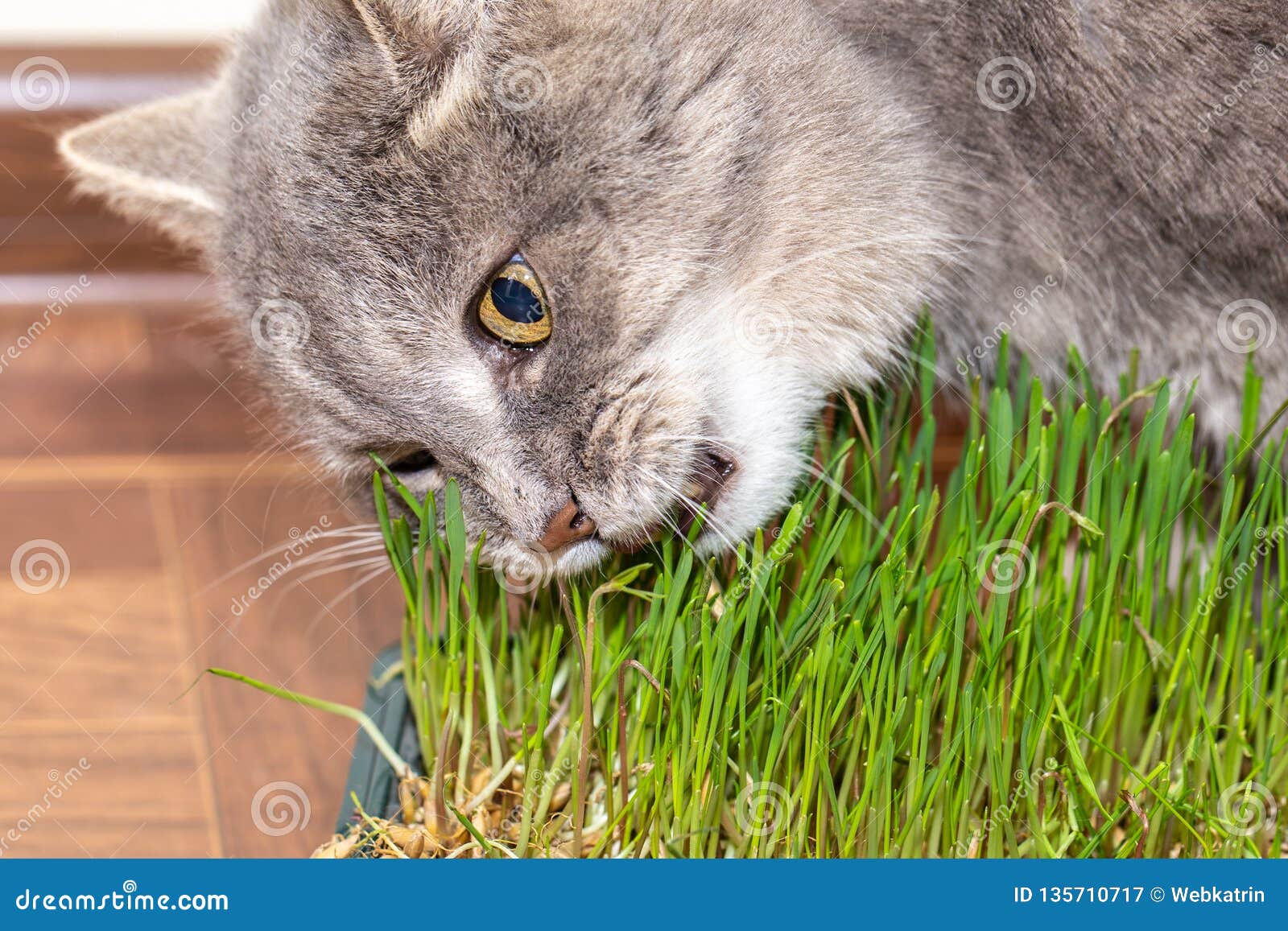Cat Eats Grass Grown in a Box Stock Image Image of closeup, home
