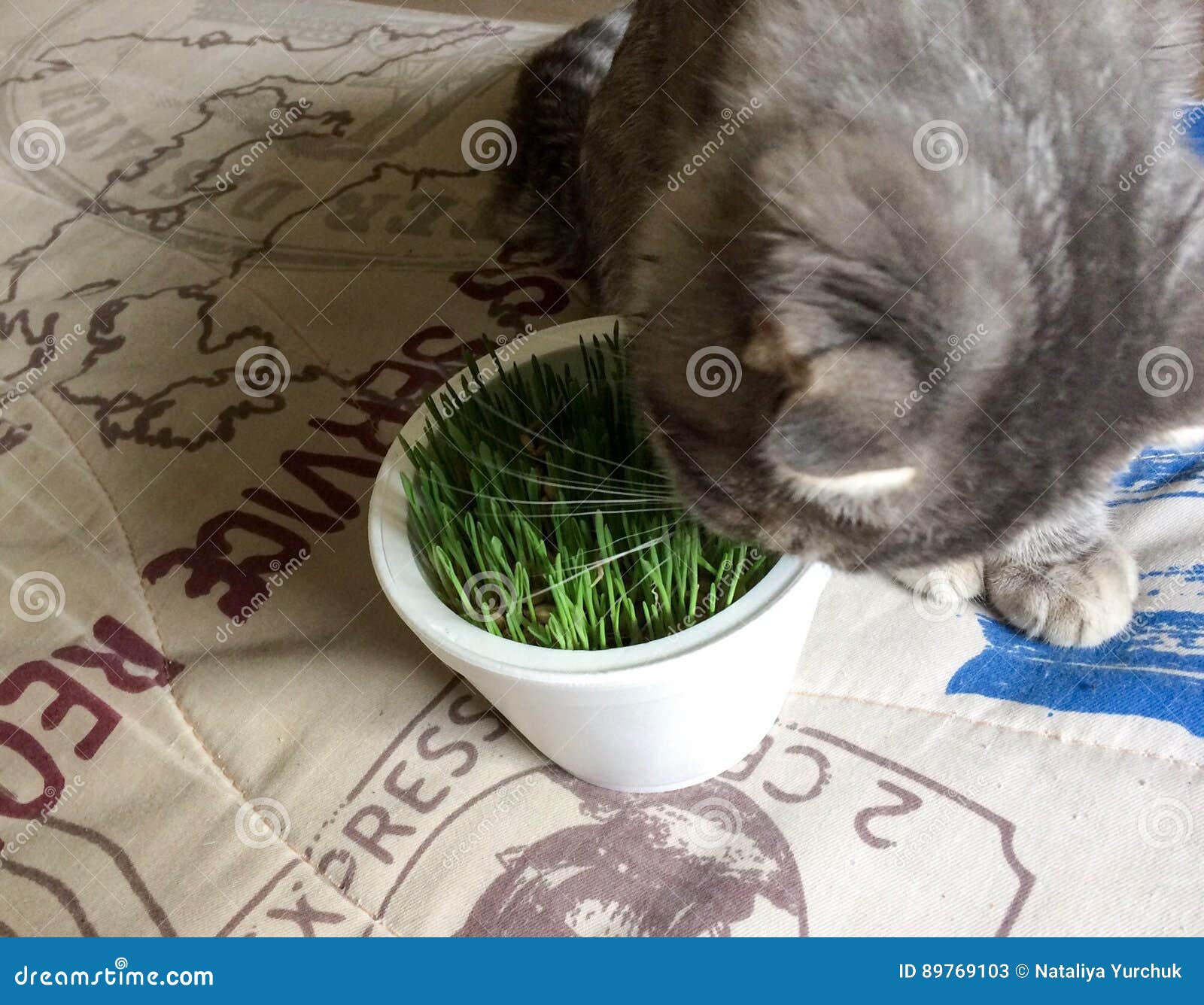 Cat eats grass stock image. Image of green, eating, fresh 89769103