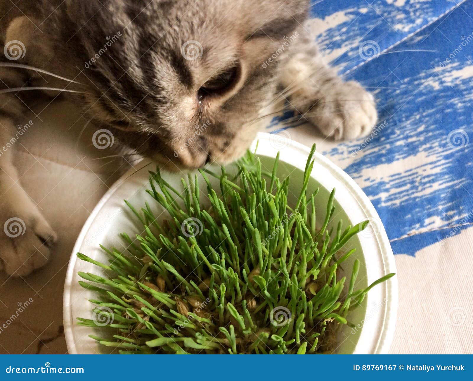 Cat eats grass stock image. Image of eating, isolated 89769167