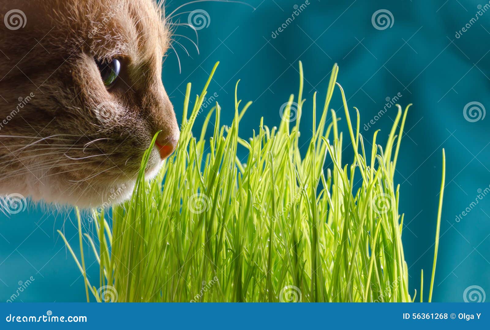 Cat eats grass stock photo. Image of growth, green, meadow 56361268