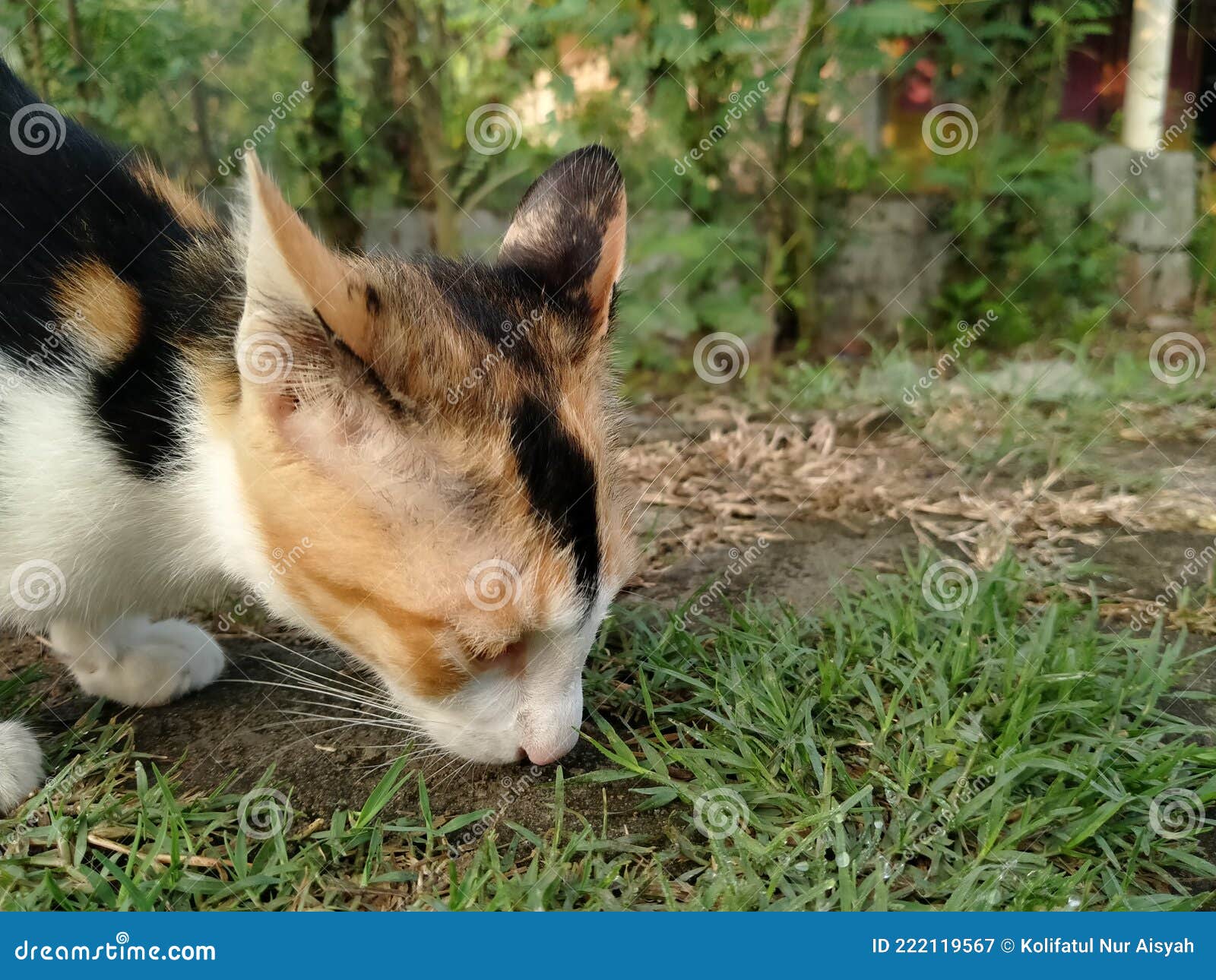A Cat Eats Grass on the Side of the Road in the Morning Stock Image