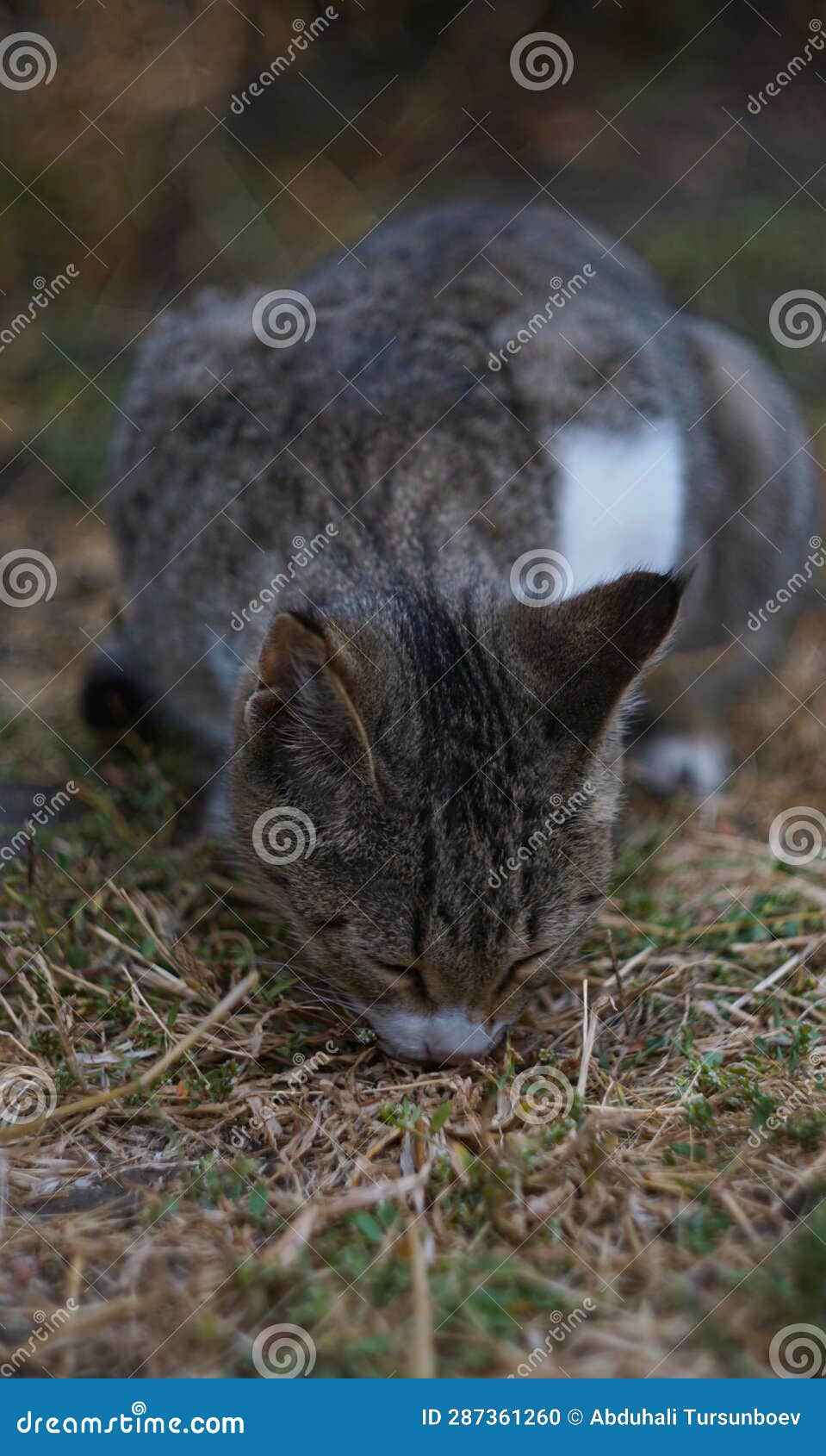 The Cat Eats the Stock Photo Image of hunter,
