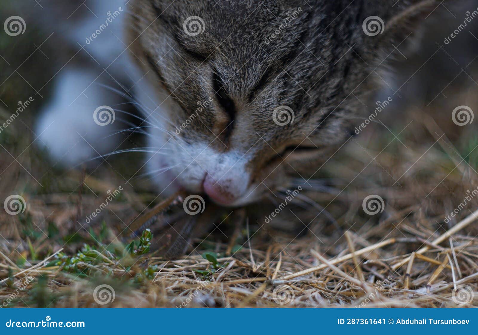 The Cat Eats the Stock Image Image of predator, hunt