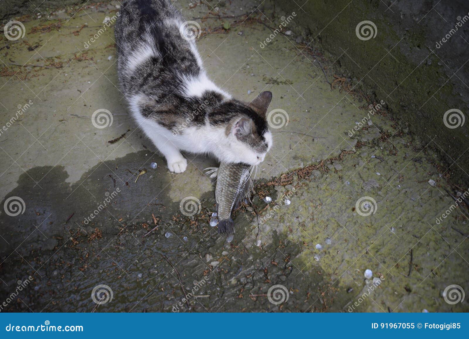 The Cat Eats Live Fish. Fish Catch. Feeding the Cat with Fish. Stock