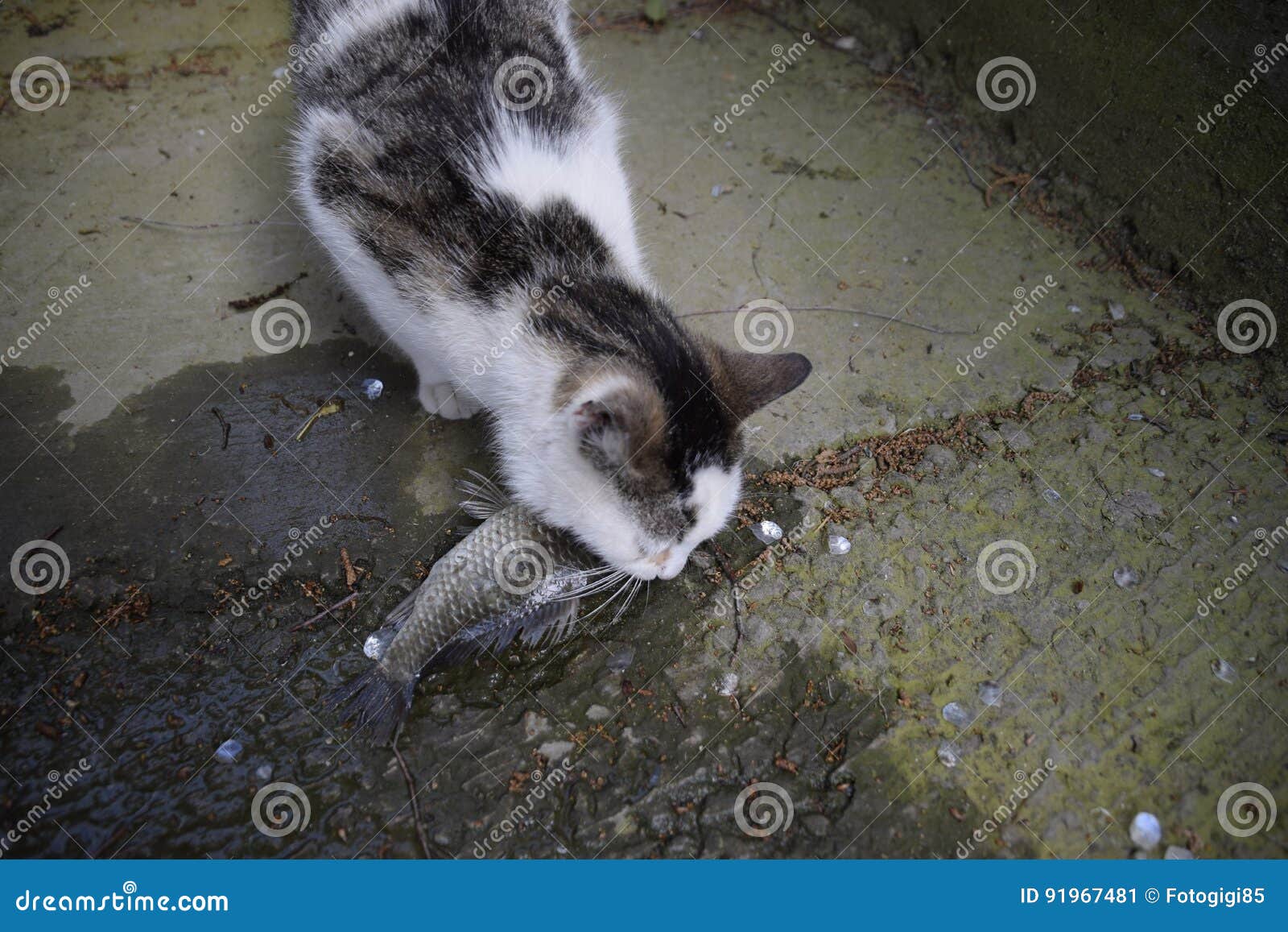 The Cat Eats Live Fish. Fish Catch. Feeding the Cat with Fish. Stock