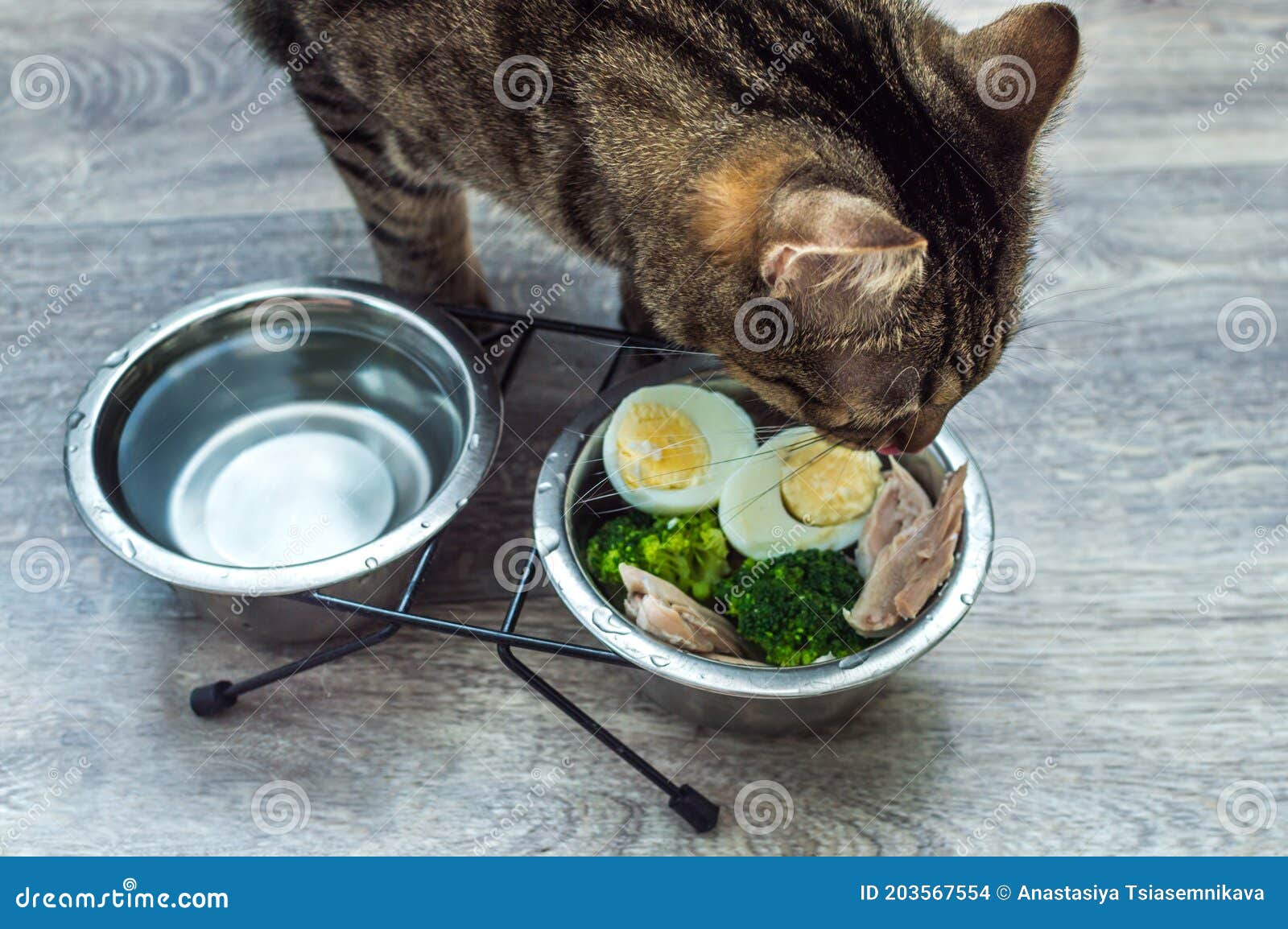Cat Eats Vegetables, Egg and Chicken on the Kitchen Floor Close Up
