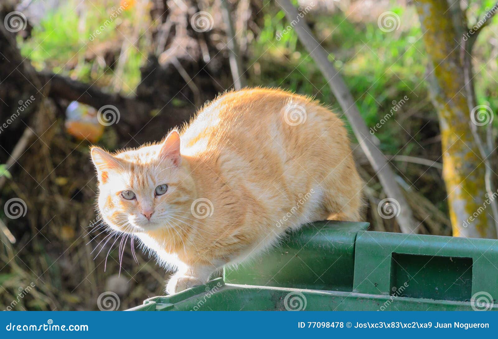 the cat on the edge of the container