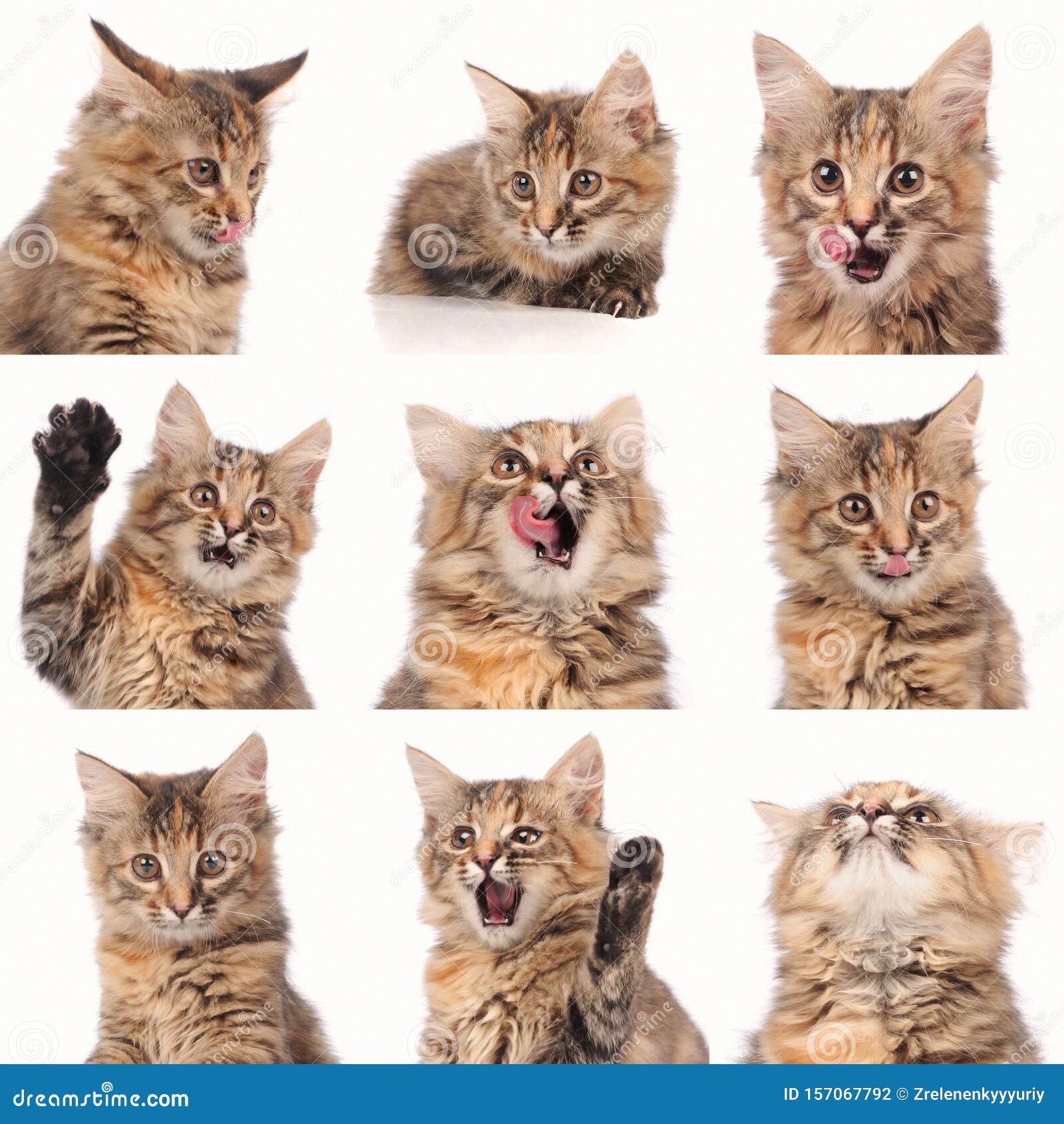 Cat Emotions Composite Isolated on White Background Stock Photo Image