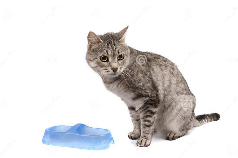 Cat with Empty Bowl Cadge Meal. Stock Image Image of domestic, cute