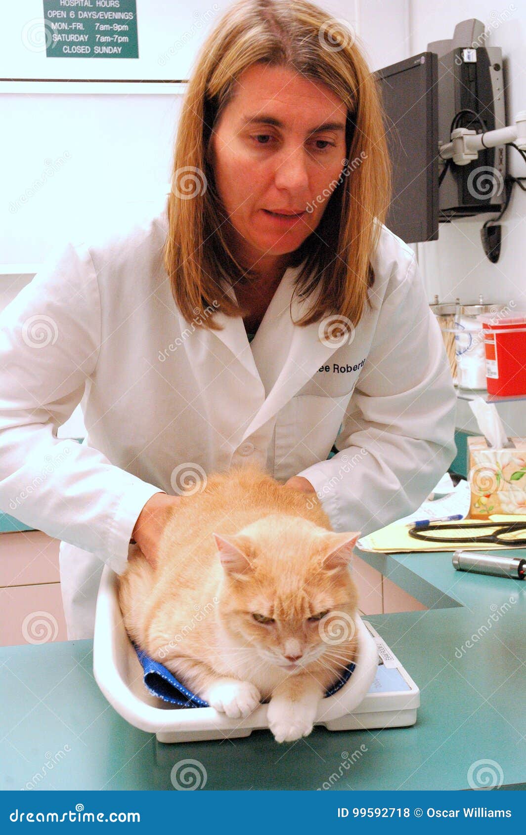 Cat examination. editorial stock photo. Image of clinic 99592718