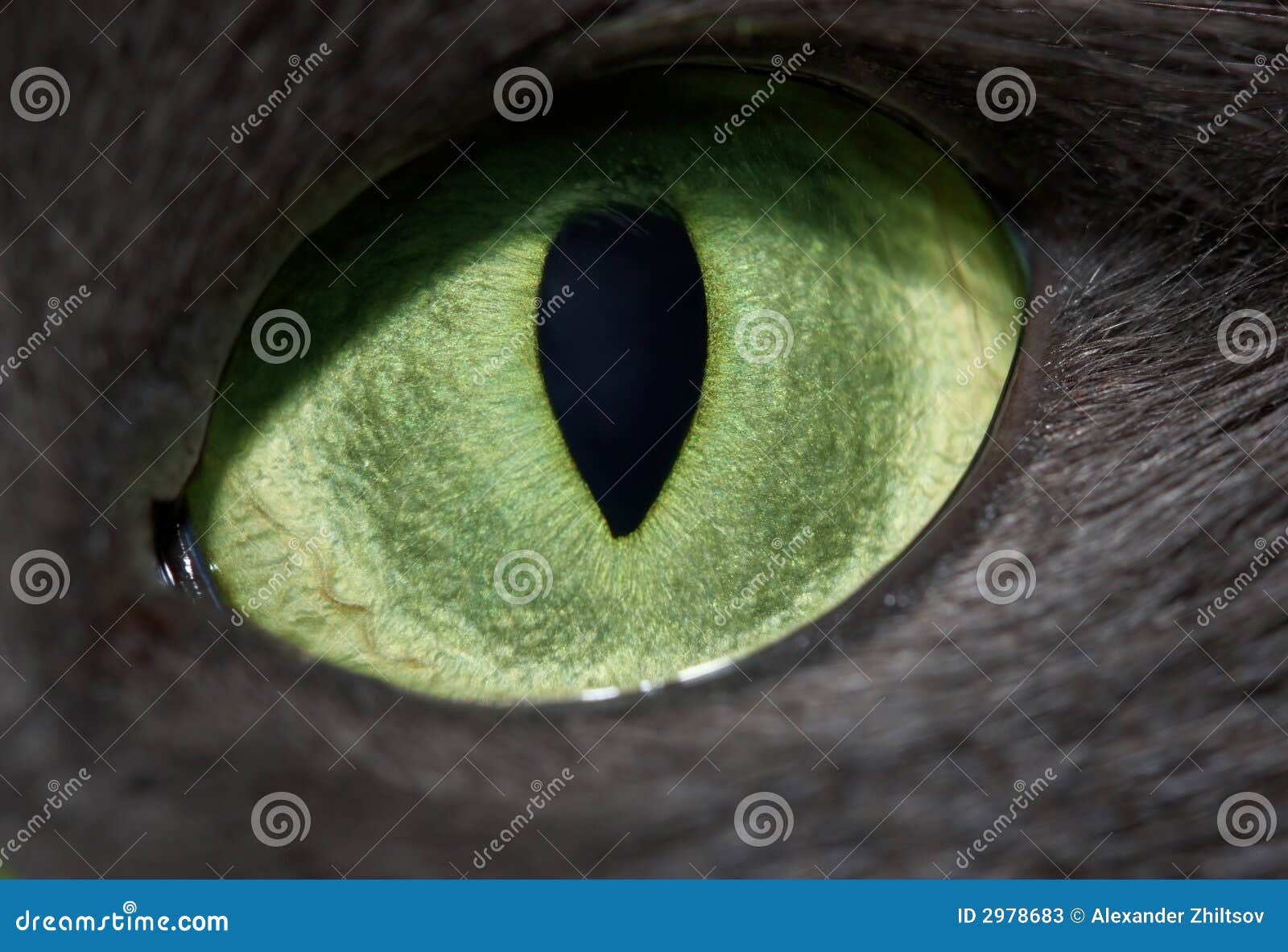 Cat eye stock image. Image of front, hunting, feline, close 2978683