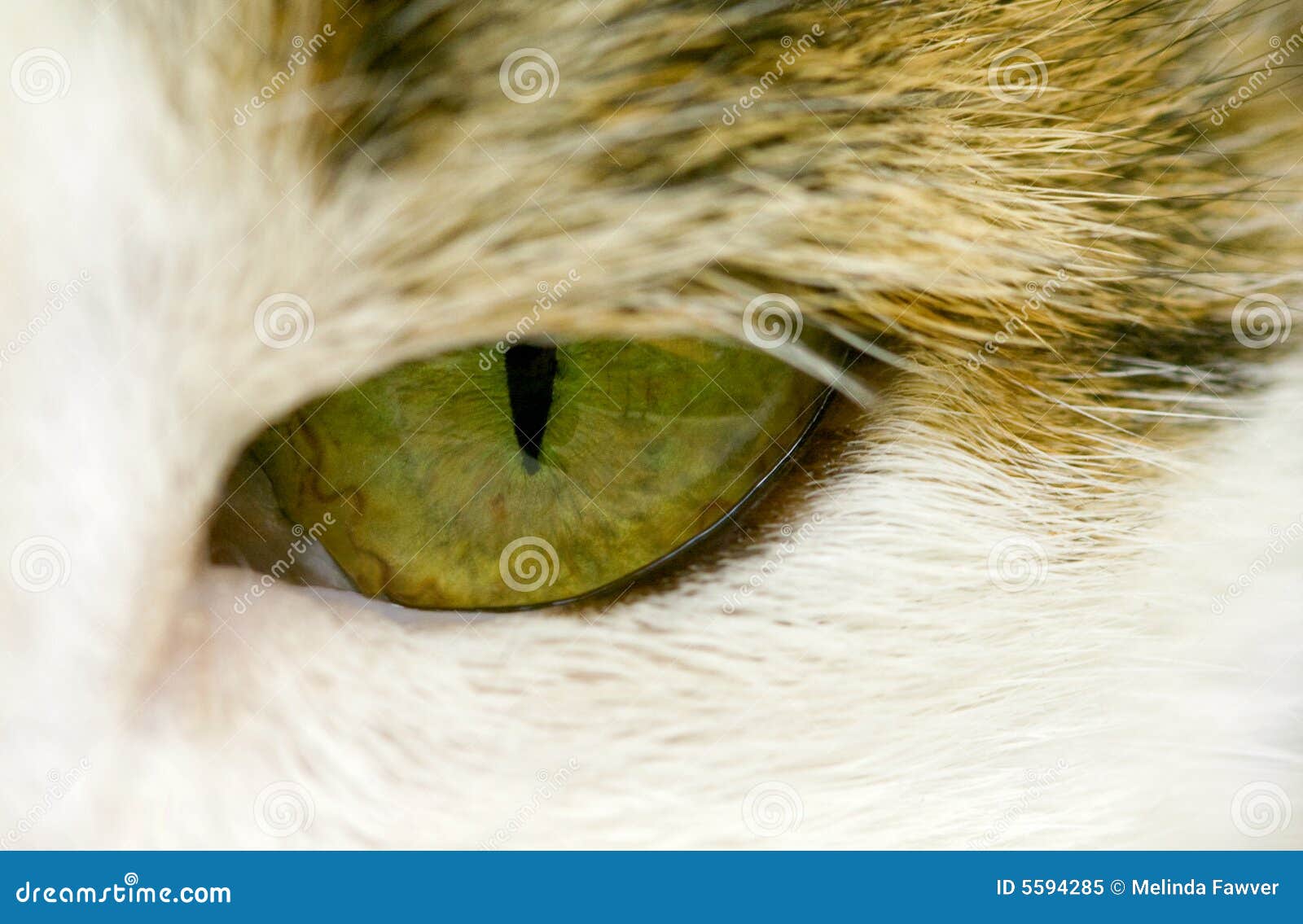 Cat Eye stock image. Image of closeup, white, spooky, animal 5594285