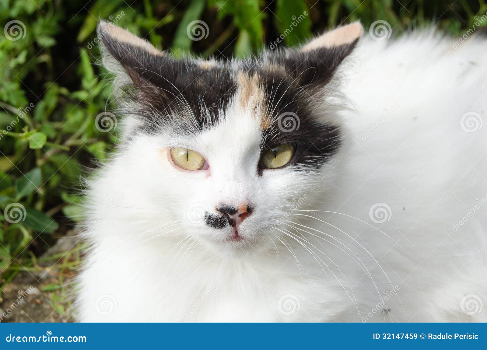 Cat eye stock image. Image of calico, backgrounds, relaxation 32147459