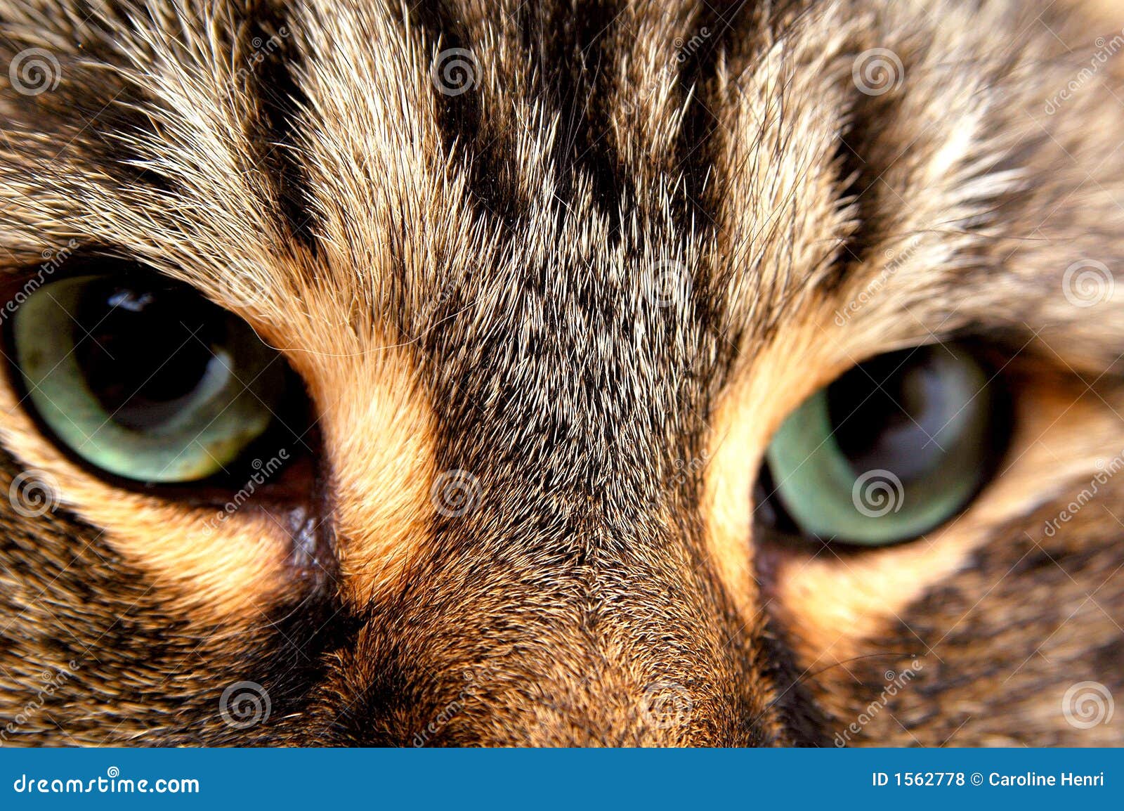Cat eyes 2 stock photo. Image of like, close, felines 1562778