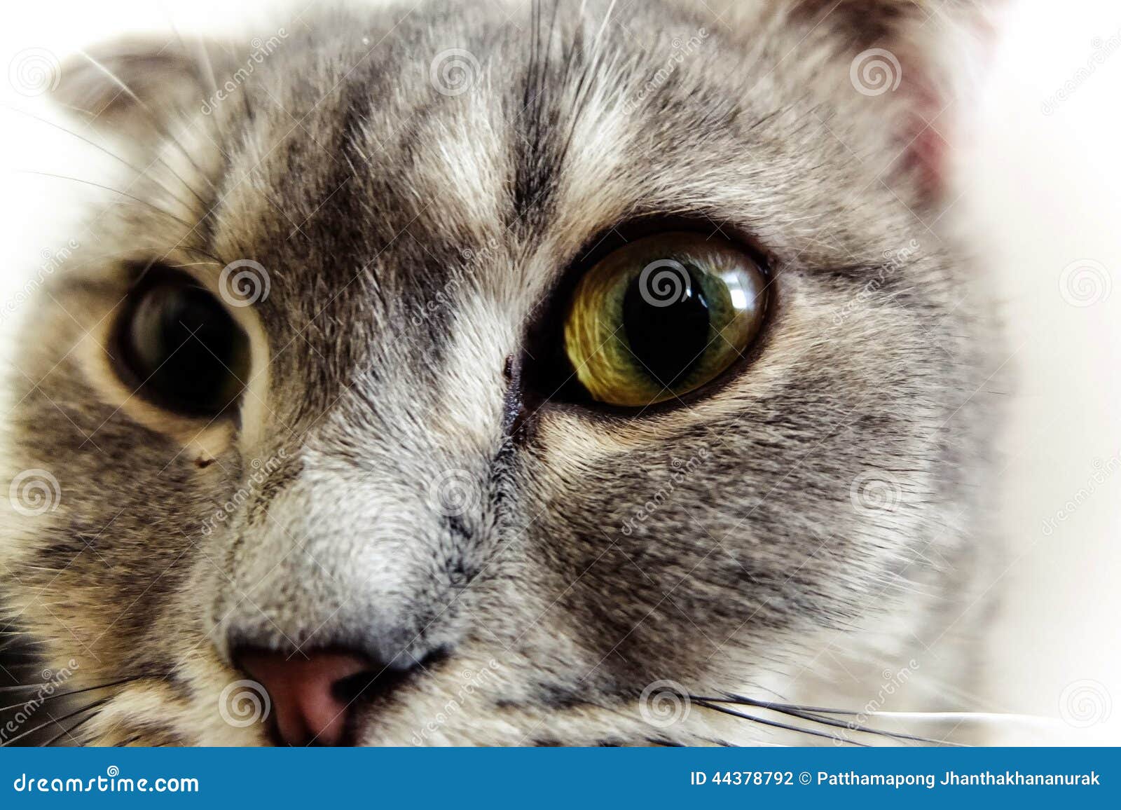 Cat eyes stock photo. Image of portrait, tabby, kind 44378792