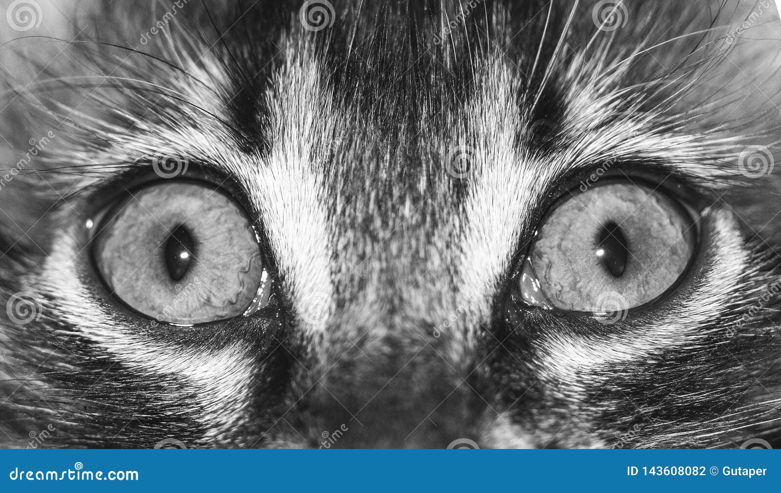 Cat Eyes Close Up, Macro Photo Stock Photo Image of face, pupils