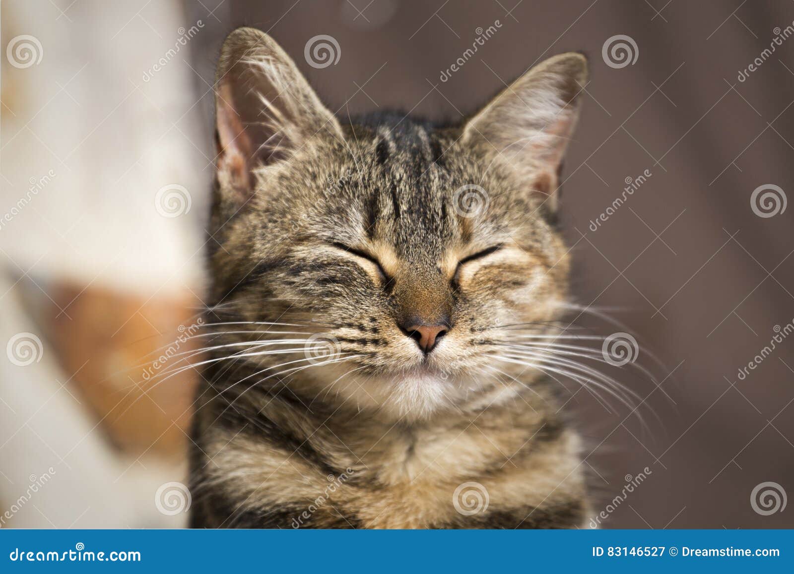 cat with eyes closed