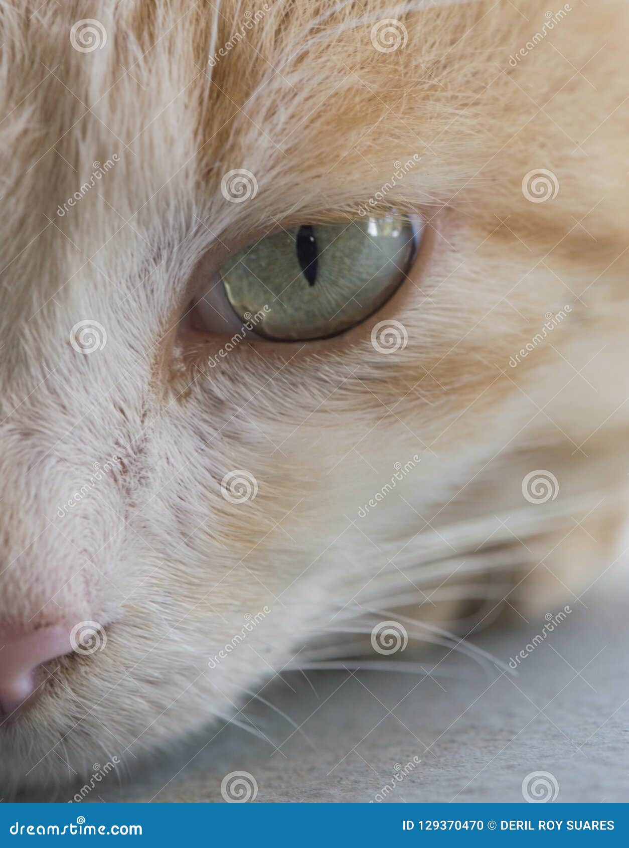 Half faced cat stock photo. Image of bkue, faced, eyes 129370470