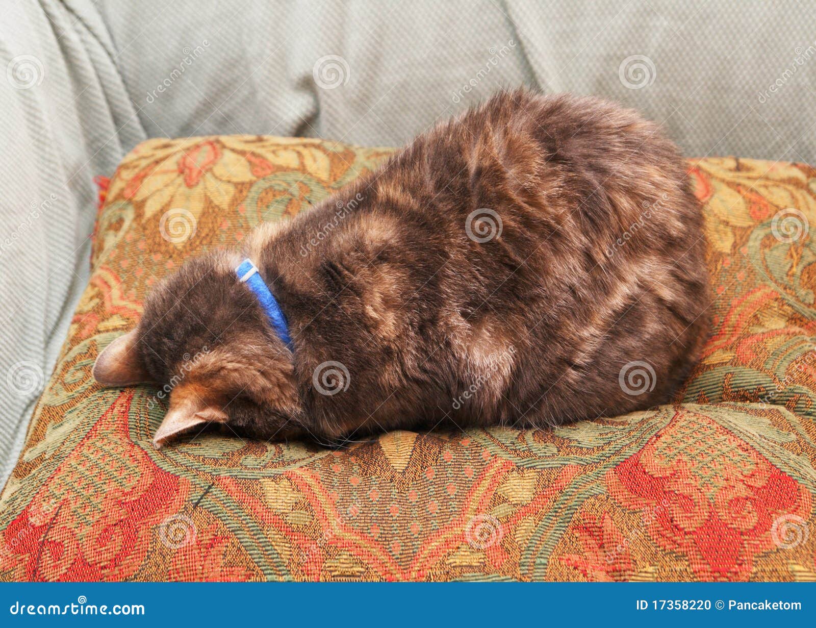 Cat face down on a pillow stock photo. Image of down ...