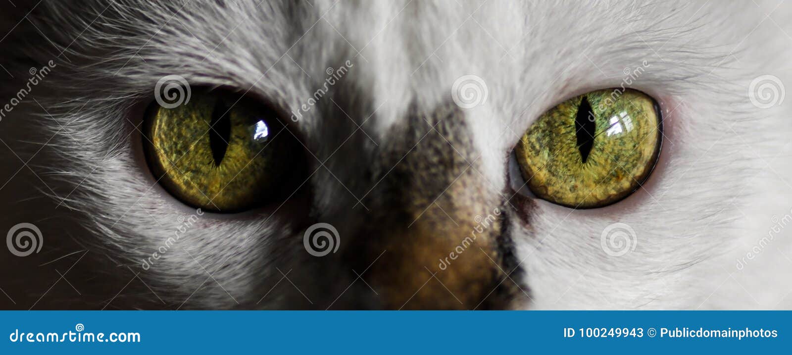 Cat, Face, Eye, Whiskers Picture. Image 100249943